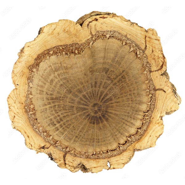 korkeiketre (Quercus suber) kort materiale